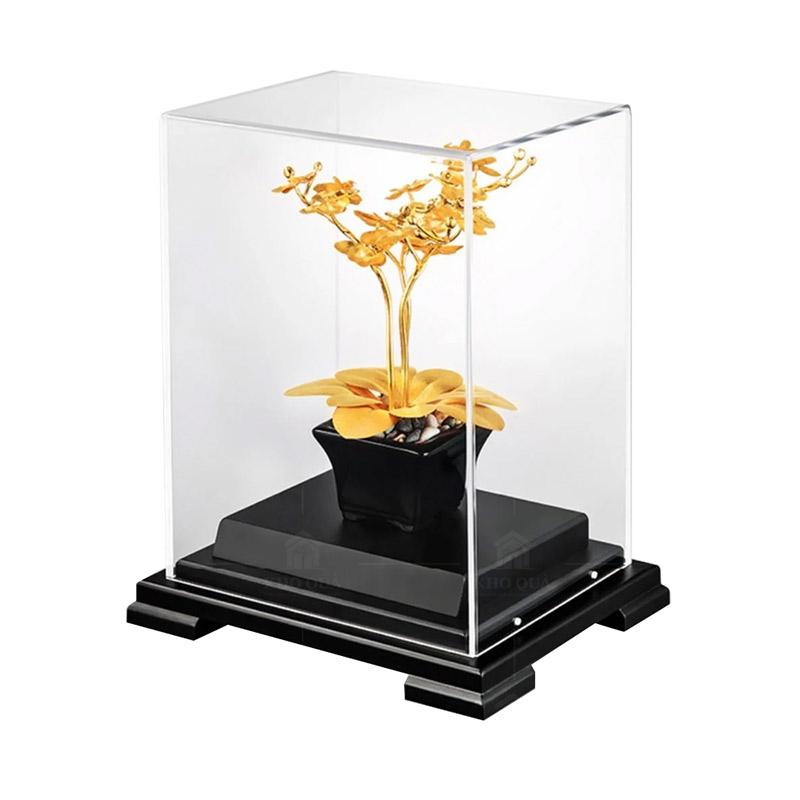 Cây-hoa-lan-dát-vàng-size-nhỏ