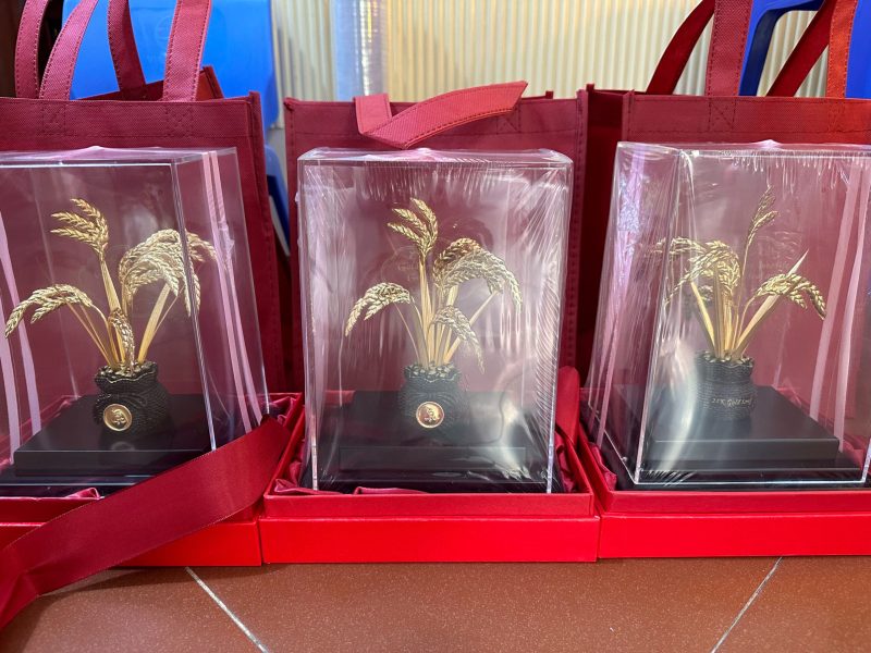 lúa vàng lúa vàng