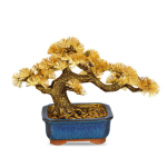 Cây Tùng dát vàng